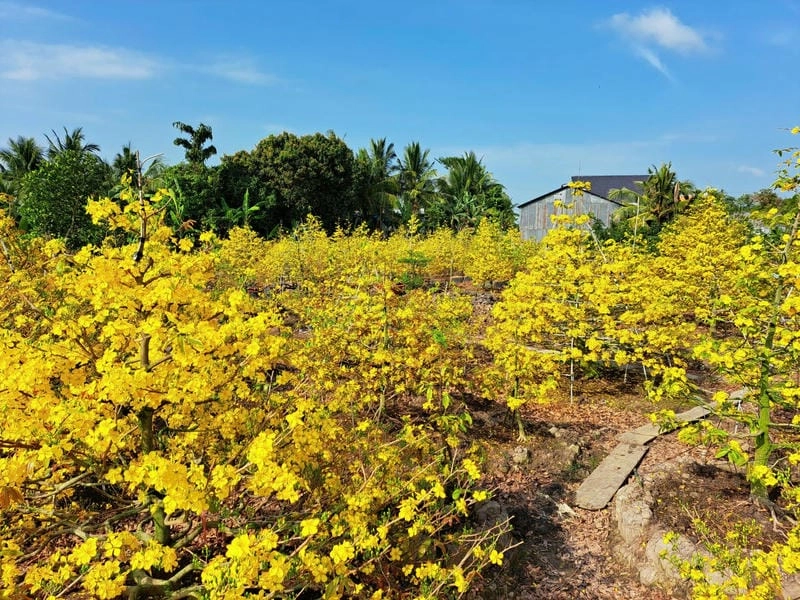 Lặng nhìn bình minh hoa mai trong sương sớm