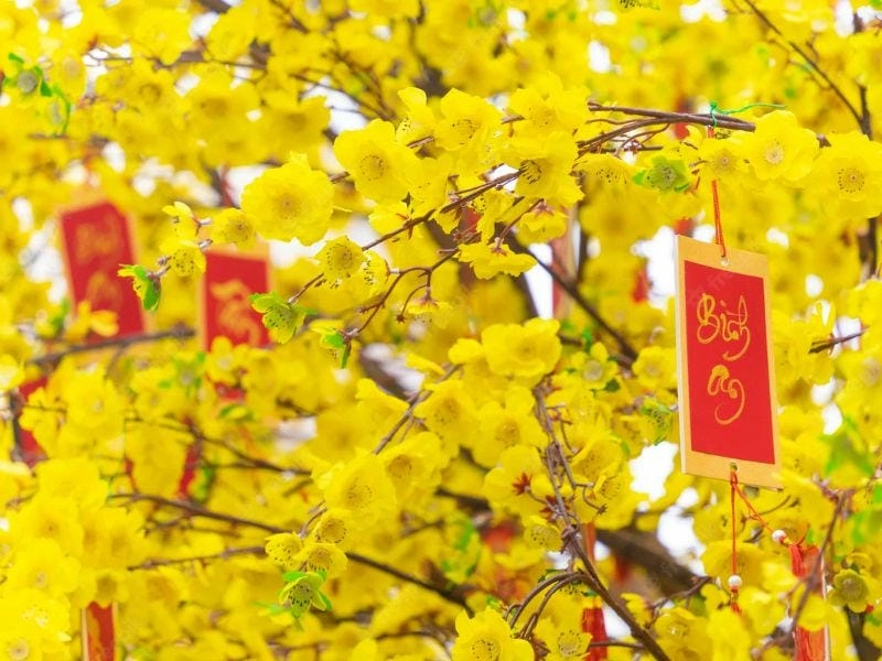 Check in khi hoa mai nở rộ khắp phố