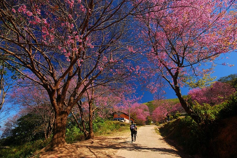 Cận cảnh ảnh hoa mai đẹp ngất ngây lòng người