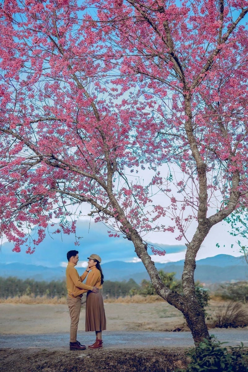 Đi dạo trên đường mòn hoa mai đầy chất thơ