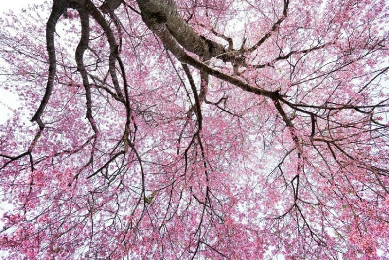 Chiêm ngưỡng vẻ đẹp đồi hoa mai ngập tràn sắc xuân