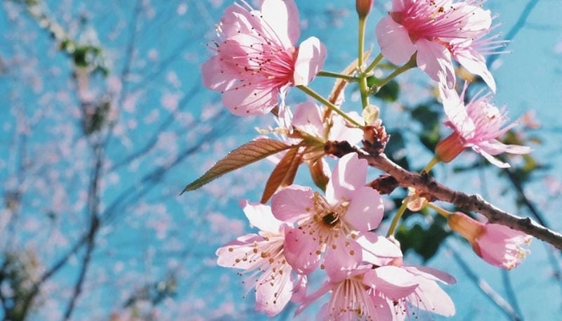 Bình minh hoa mai rực rỡ dưới nắng sớm cao nguyên