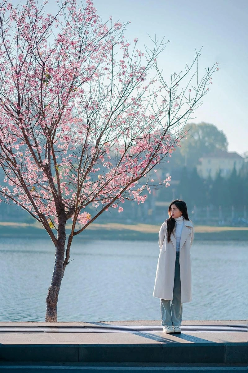 Sương mù hoa mai giăng lối giữa khung trời se lạnh