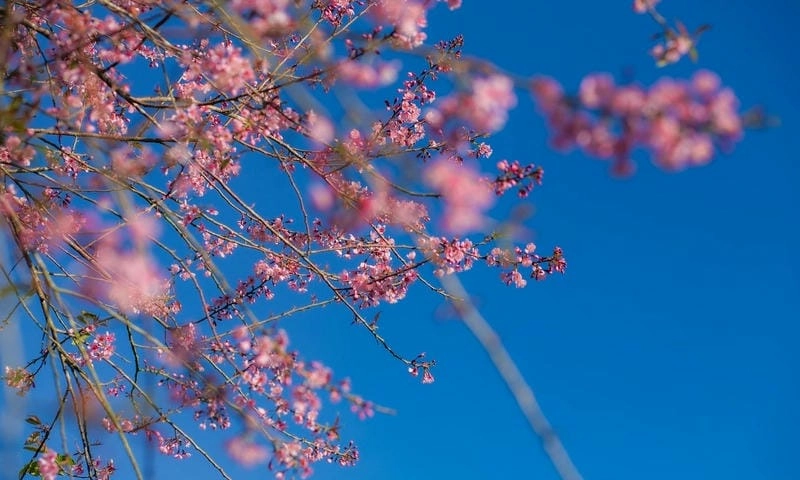 Bước qua từng khung ảnh Đà Lạt thơ mộng