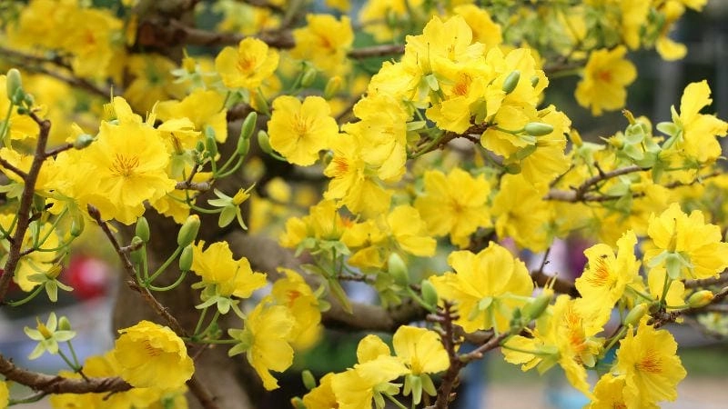 Hoa mai mang ý nghĩa may mắn và tài lộc năm mới