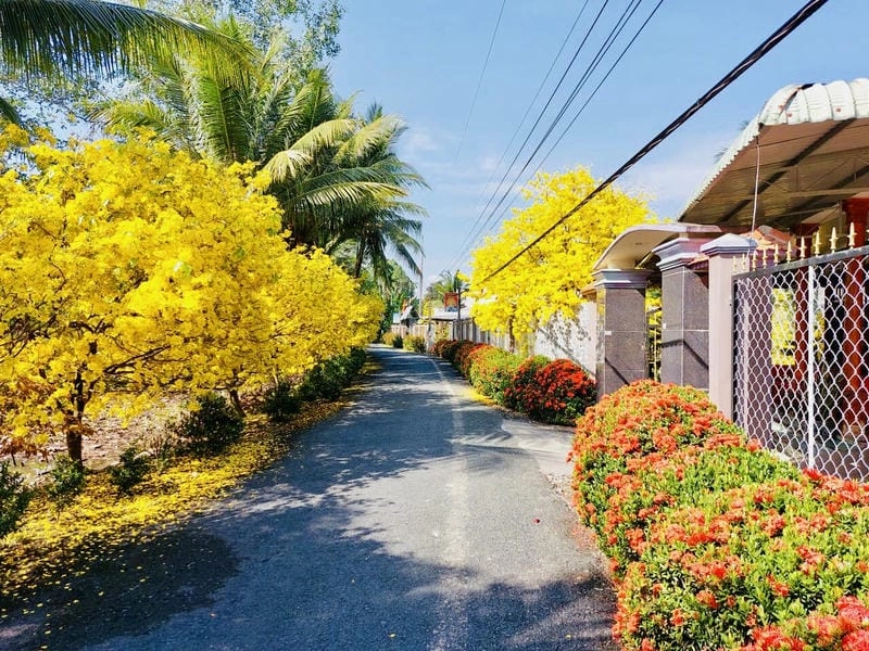 Mùa xuân Đồng Tháp ngập tràn sắc hoa mai vàng