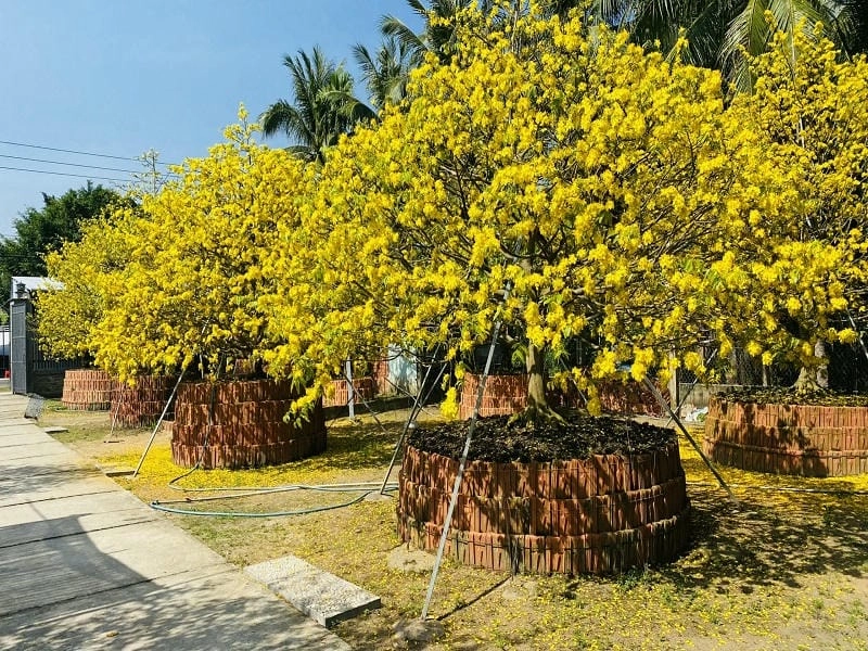 Đồng Tháp thơ mộng trong sắc hoa mai rực rỡ