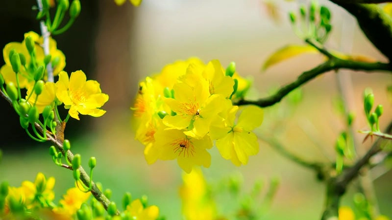 Nắng dịu đầu ngày bên bình minh hoa mai vàng ruộm