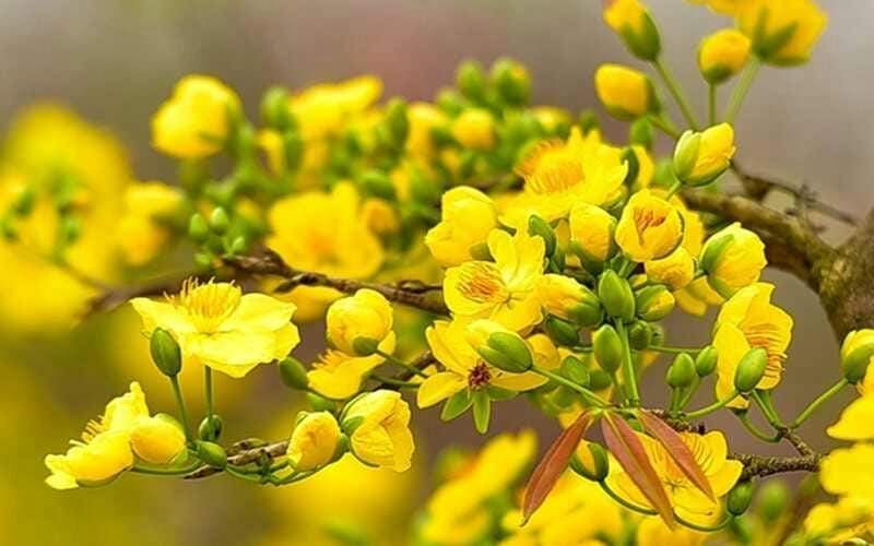 Cả thành phố rực sáng bởi hoa mai nở rộ chào xuân