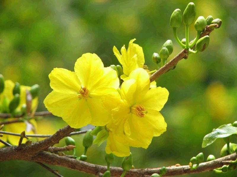 Hơi thở rộn ràng của mùa xuân Sài Gòn len lỏi phố phường