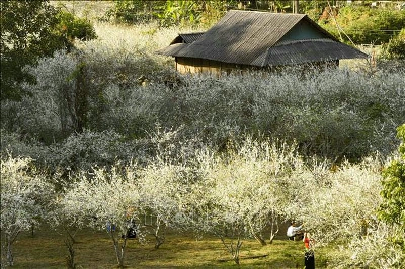 Ảnh hoa mận Điện Biên rực rỡ thu hút mọi ánh nhìn