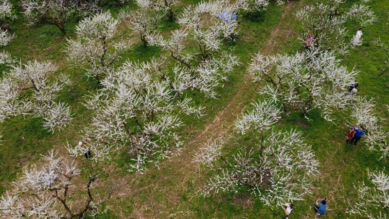 Đường mòn hoa mận rực rỡ dẫn lối du khách khám phá