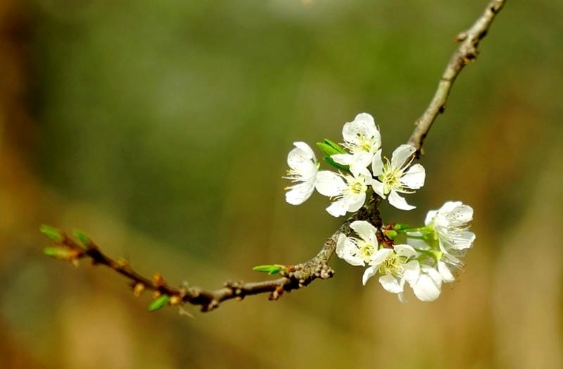 Bình minh hoa mận Điện Biên lung linh ánh nắng mai
