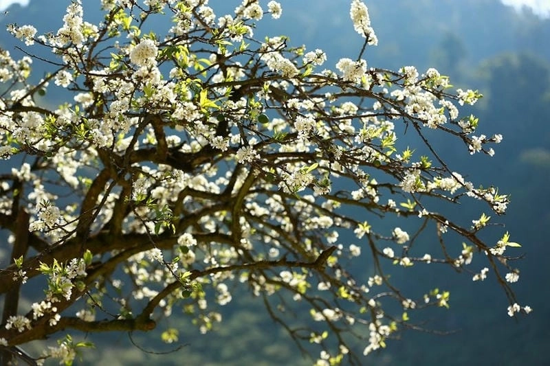 Sương mù nhẹ phủ trắng đồi hoa mận tại Điện Biên