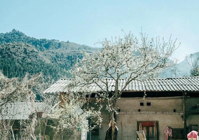 Bức ảnh hoa mận Hà Giang làm say lòng người yêu thiên nhiên
