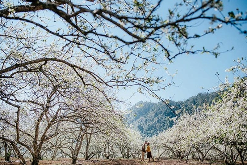 Đi bộ trên đường mòn hoa mận để cảm nhận xuân sâu sắc