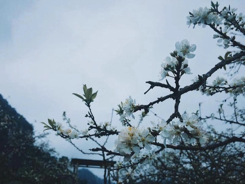 Sương mù hoa mận tạo nên cảnh tượng mờ ảo quyến rũ