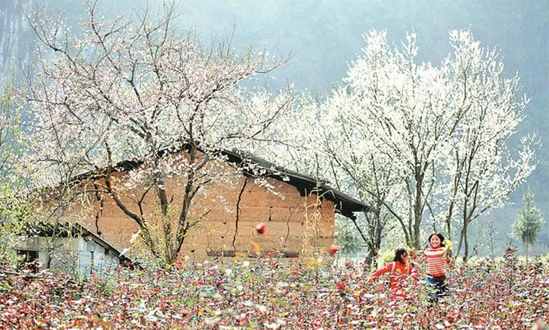 Cảnh sắc Hà Giang thơ mộng giữa mùa hoa tinh khôi