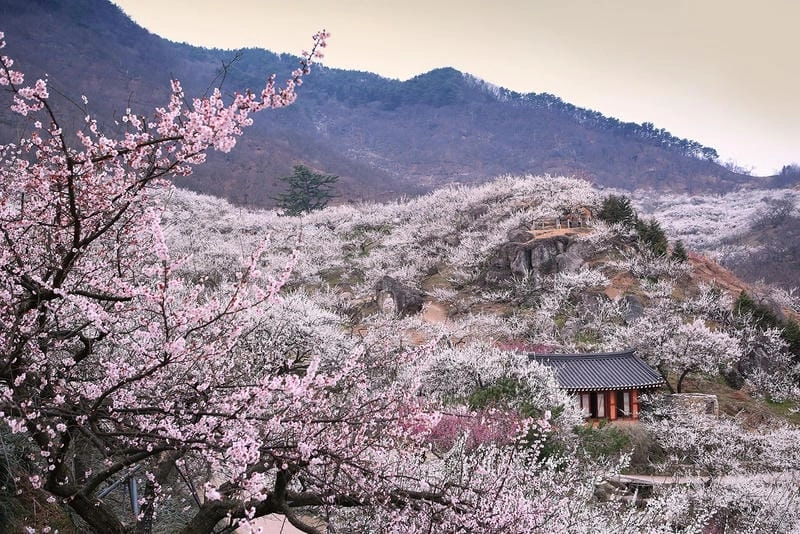 Ảnh hoa mận Hàn Quốc đẹp mơ màng