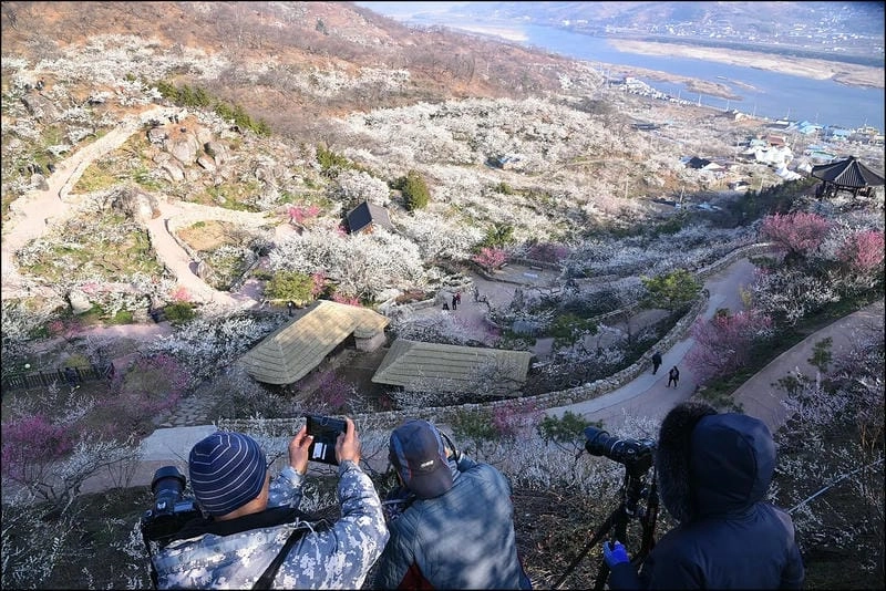 Đường hoa mận trắng trải dài lãng mạn