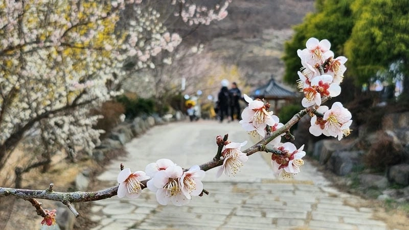 Vẻ đẹp thanh khiết của hoa mận Hàn Quốc