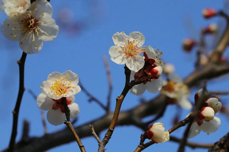 Đồi hoa mận trắng ở Hàn Quốc