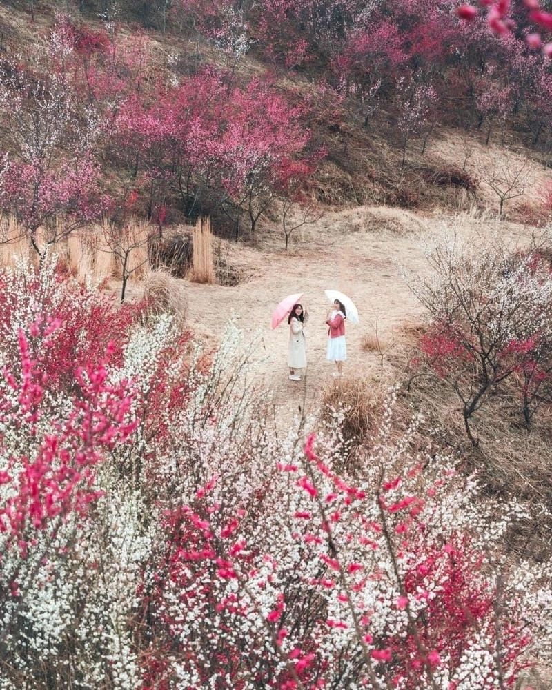 Bình minh hoa mận đẹp đến nao lòng