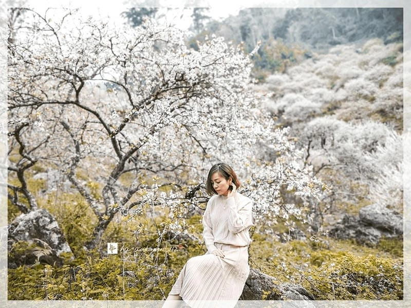 Hoàng hôn Hàn Quốc lãng mạn bên hoa mận