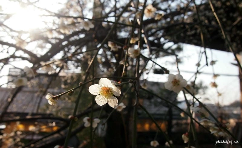 Sương mù hoa mận buổi sớm mai huyền ảo