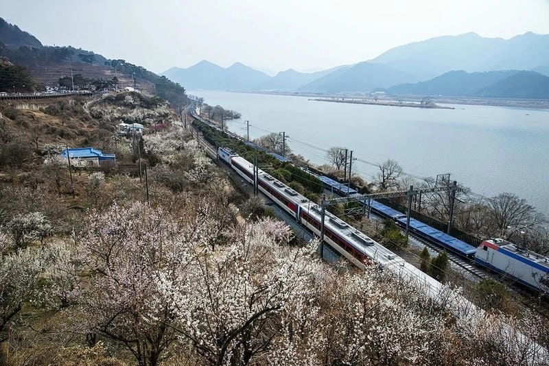 Hàn Quốc thơ mộng với sắc hoa mận