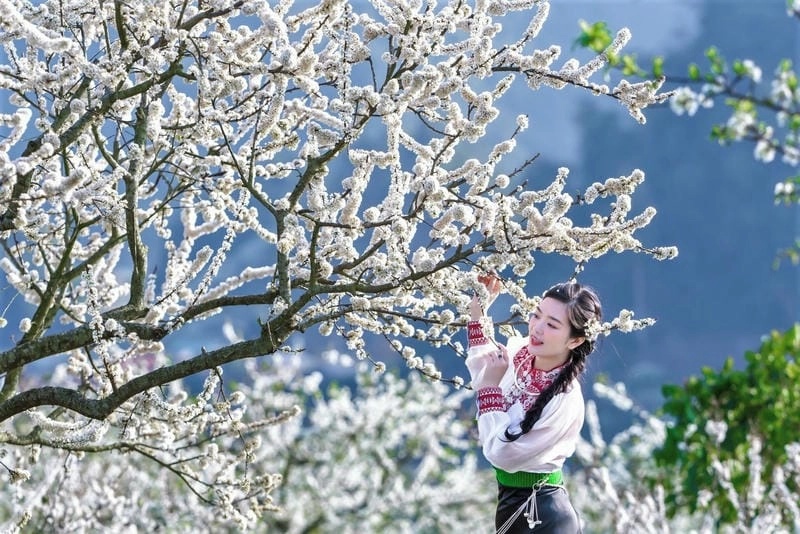 Ảnh hoa mận Lai Châu tinh khôi đầy sức sống mới