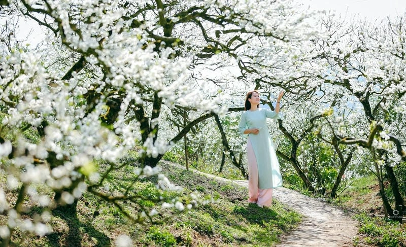 Đường mòn hoa mận Lai Châu dẫn lối mùa xuân