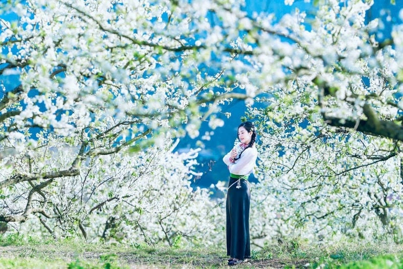 Mùa xuân hoa mận Lai Châu đẹp mộng mơ dịu dàng