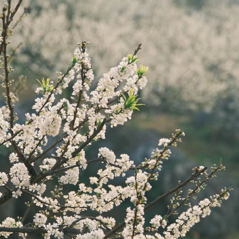 Trải nghiệm mùa xuân hoa mận Lai Châu đầy sắc màu