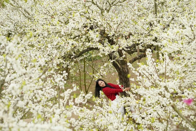 Mùa xuân Lai Châu rực rỡ hoa mận trắng tinh khôi