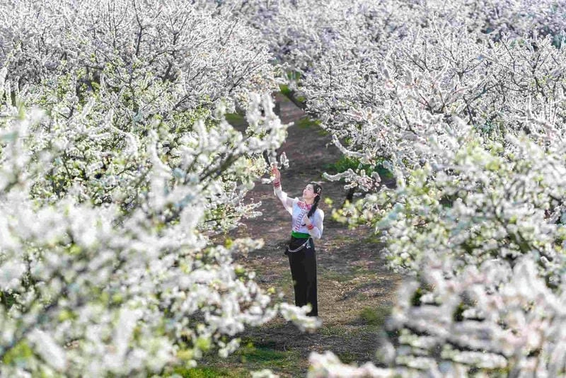 Đồi hoa mận trắng Lai Châu phủ kín đất trời