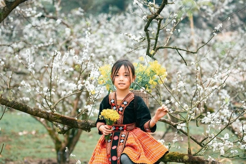 Sương mù mùa hoa mận Lai Châu nhẹ nhàng thơ mộng