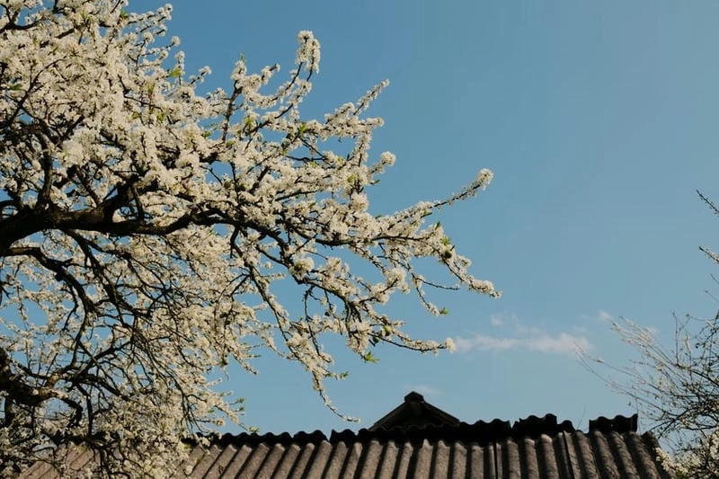 Lai Châu thơ mộng với mùa xuân hoa mận đẹp