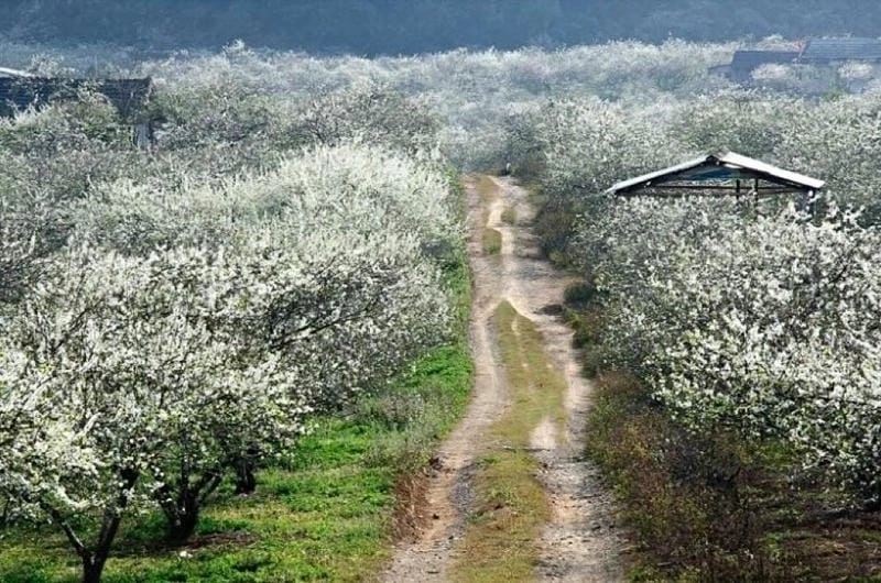 Tuyển tập ảnh hoa mận Lào Cai đẹp mê hoặc lòng người