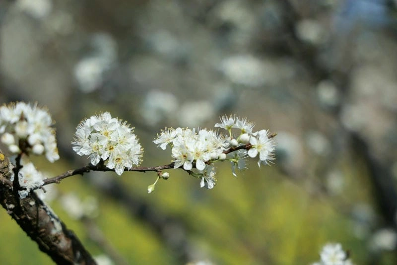 Đường mòn hoa mận dẫn lối cho những chuyến đi thú vị
