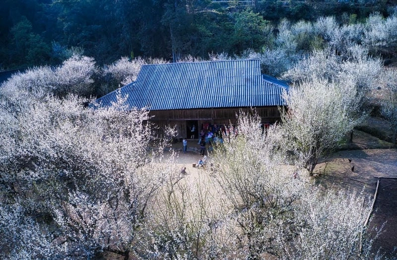 Mùa xuân Lào Cai ngập tràn sắc hoa mận rực rỡ