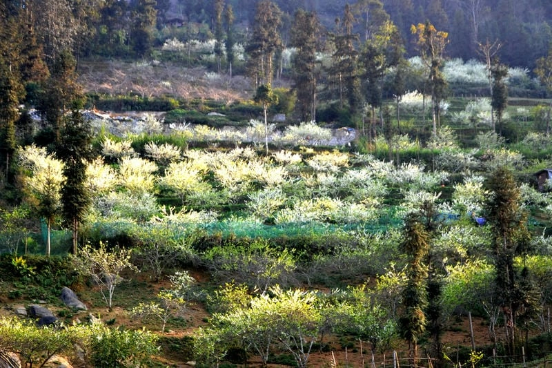 Đồi hoa mận trắng muốt tạo nên bức tranh mùa xuân