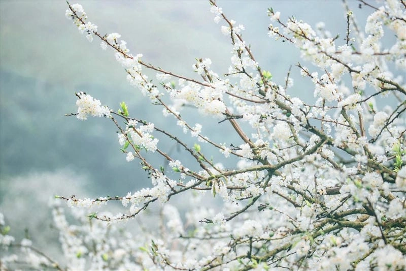 Sương mù nhẹ nhàng bao phủ hoa mận tạo cảnh huyền ảo