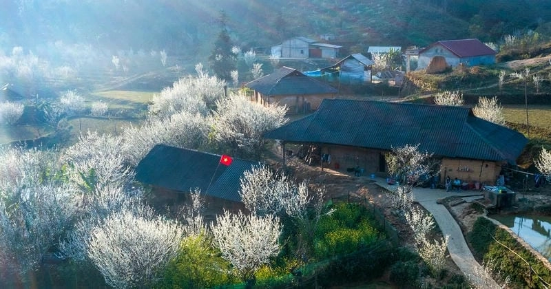 Hoa mận nở rộ trắng xóa khắp vùng núi Lào Cai