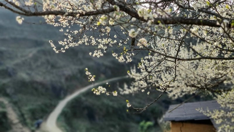 Lào Cai thơ mộng với hoa mận làm say lòng người