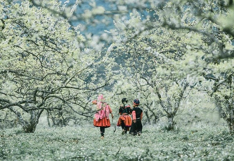 Tình tứ mộng mơ cảnh Mộc Châu thơ mộng