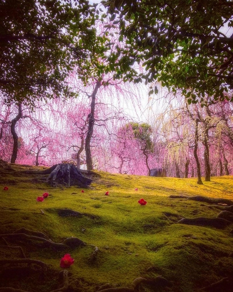 Trải nghiệm đáng nhớ cùng mùa hoa mận Nhật Bản là kỉ niệm khó quên