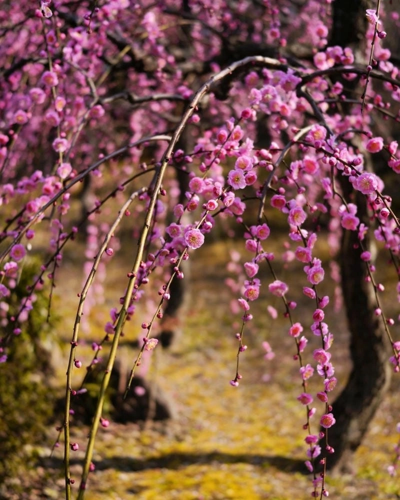 Đồi hoa mận đẹp ngỡ ngàng