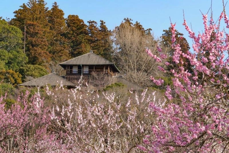 Hoa mận nở rộ khắp nơi trên đất Nhật Bản