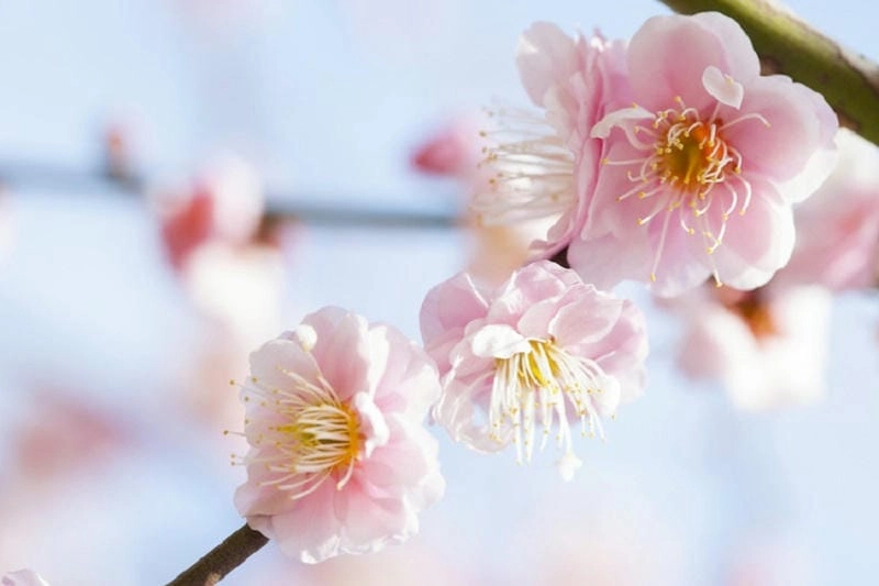 Nhật Bản thơ mộng với sắc hoa mận